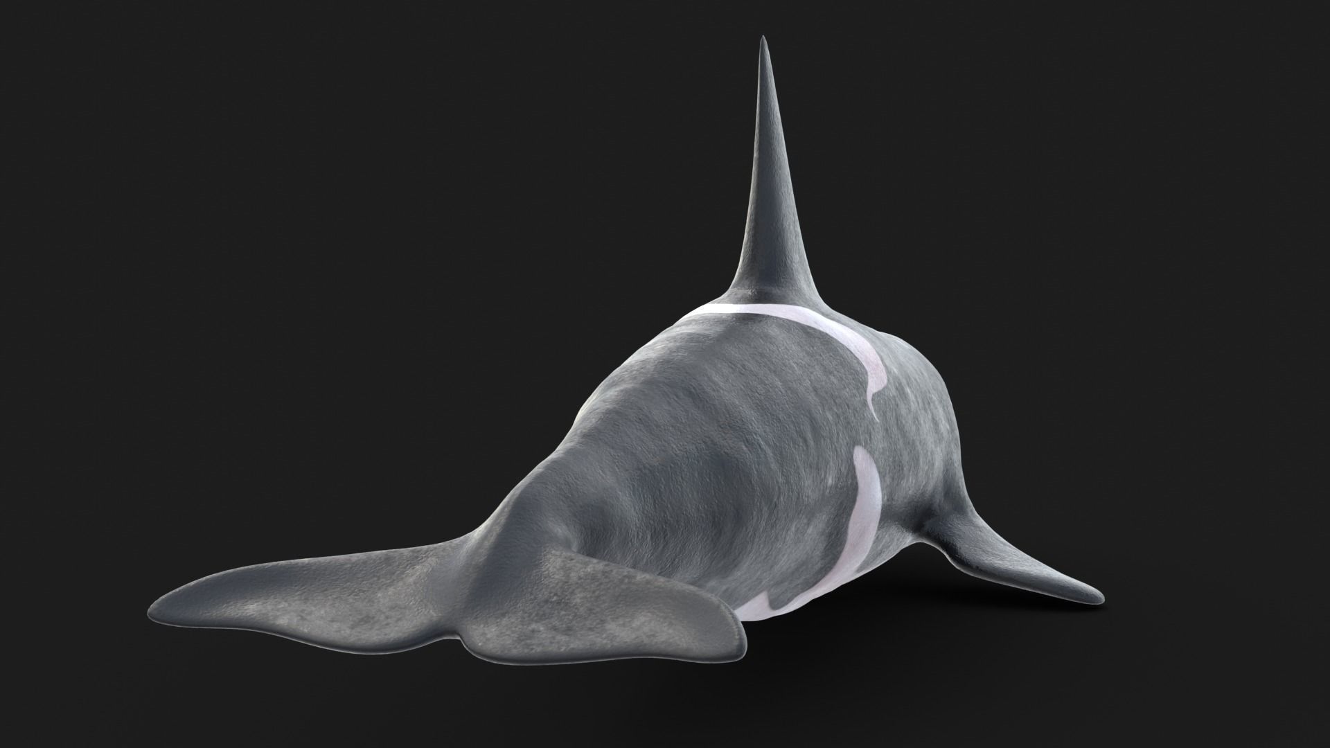 Realistic Killer Whale Low-poly 3D model_6