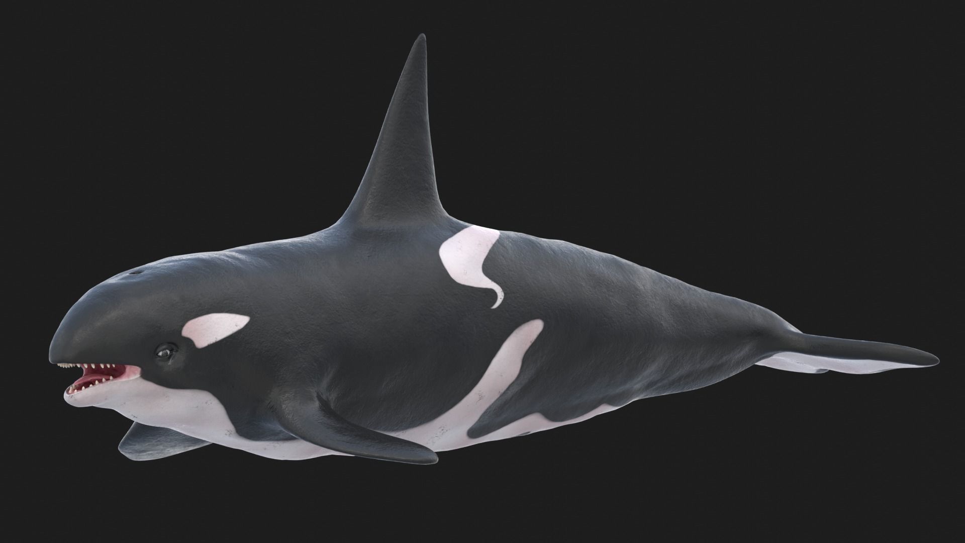 Realistic Killer Whale Low-poly 3D model_15
