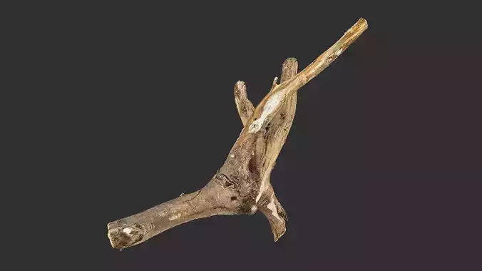 Tree trunk wood branch 3d scan