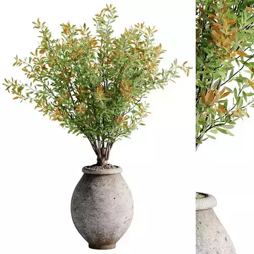 Indoor Bonsai Plants 39