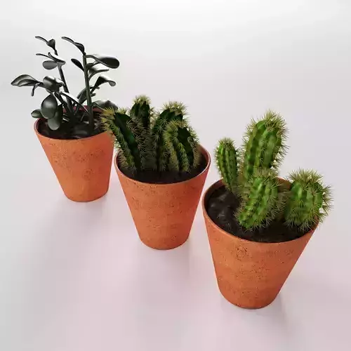 Decorative succulent potted plants