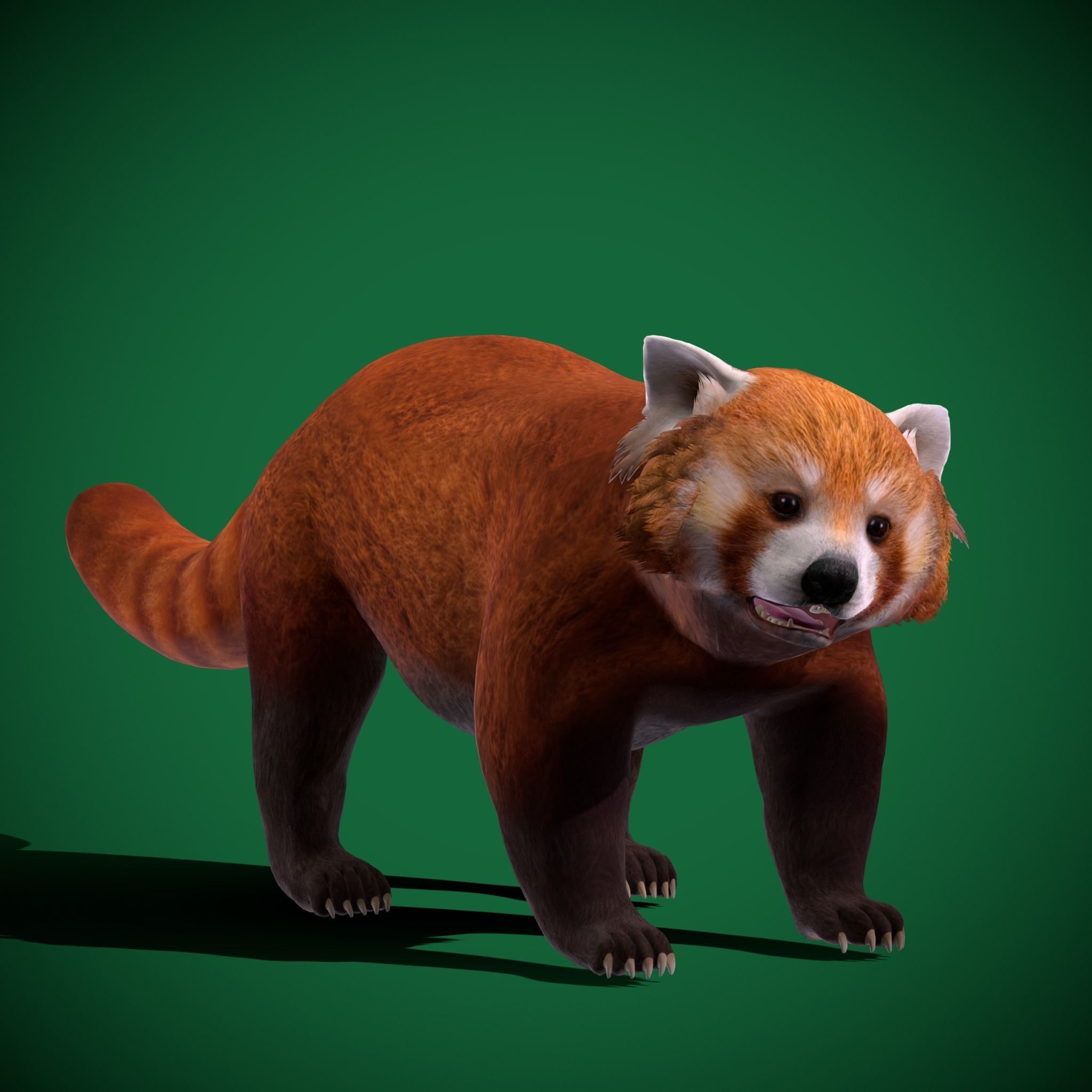Red Pandas Mammal 3D model_12