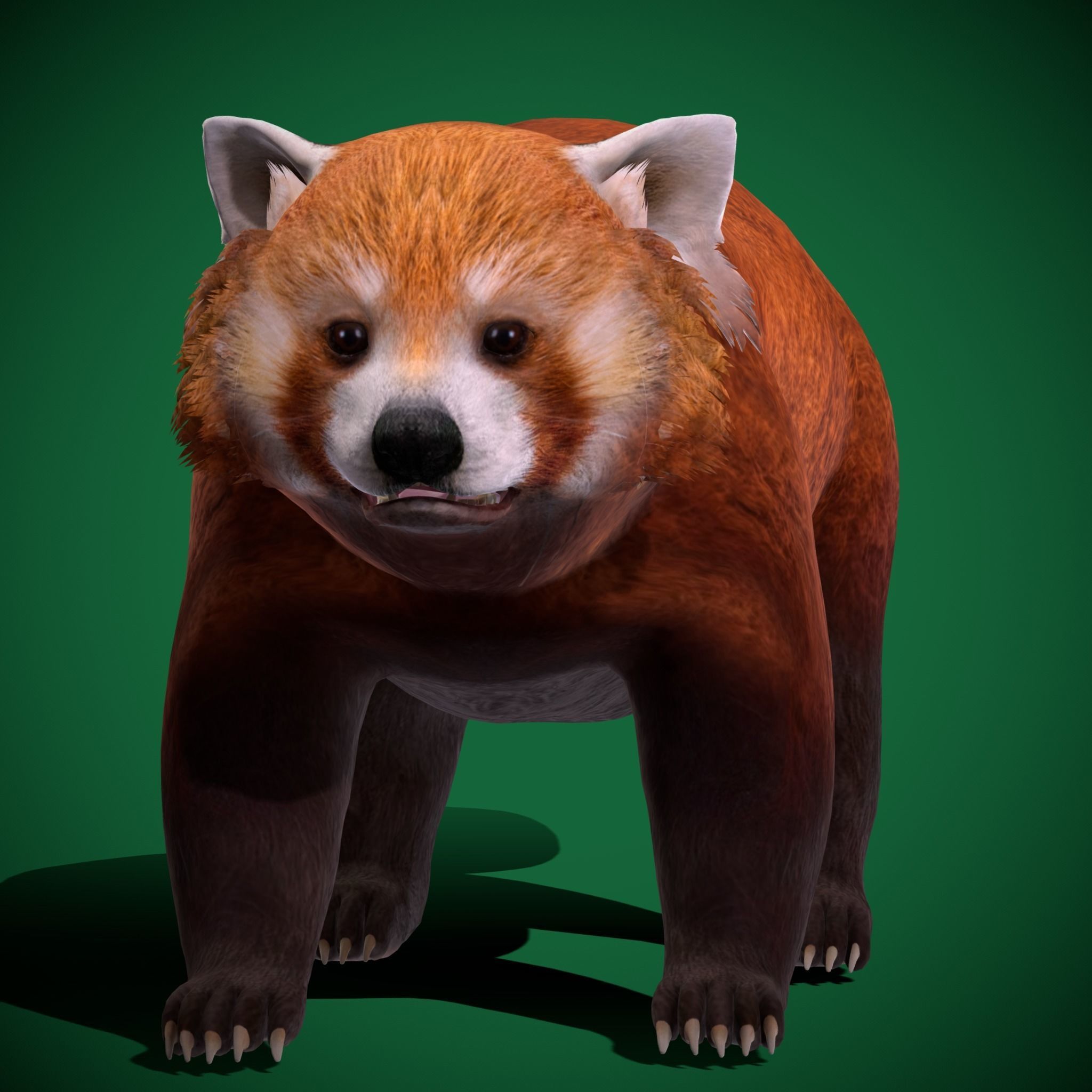 Red Pandas Mammal 3D model_13
