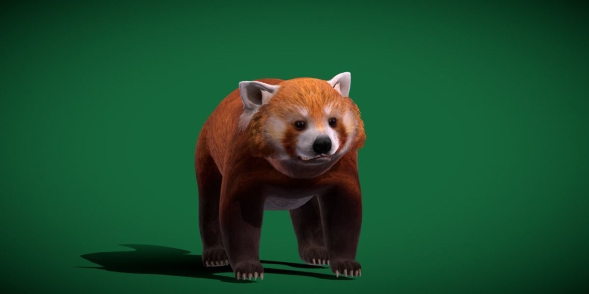 Red Pandas Mammal 3D model_3
