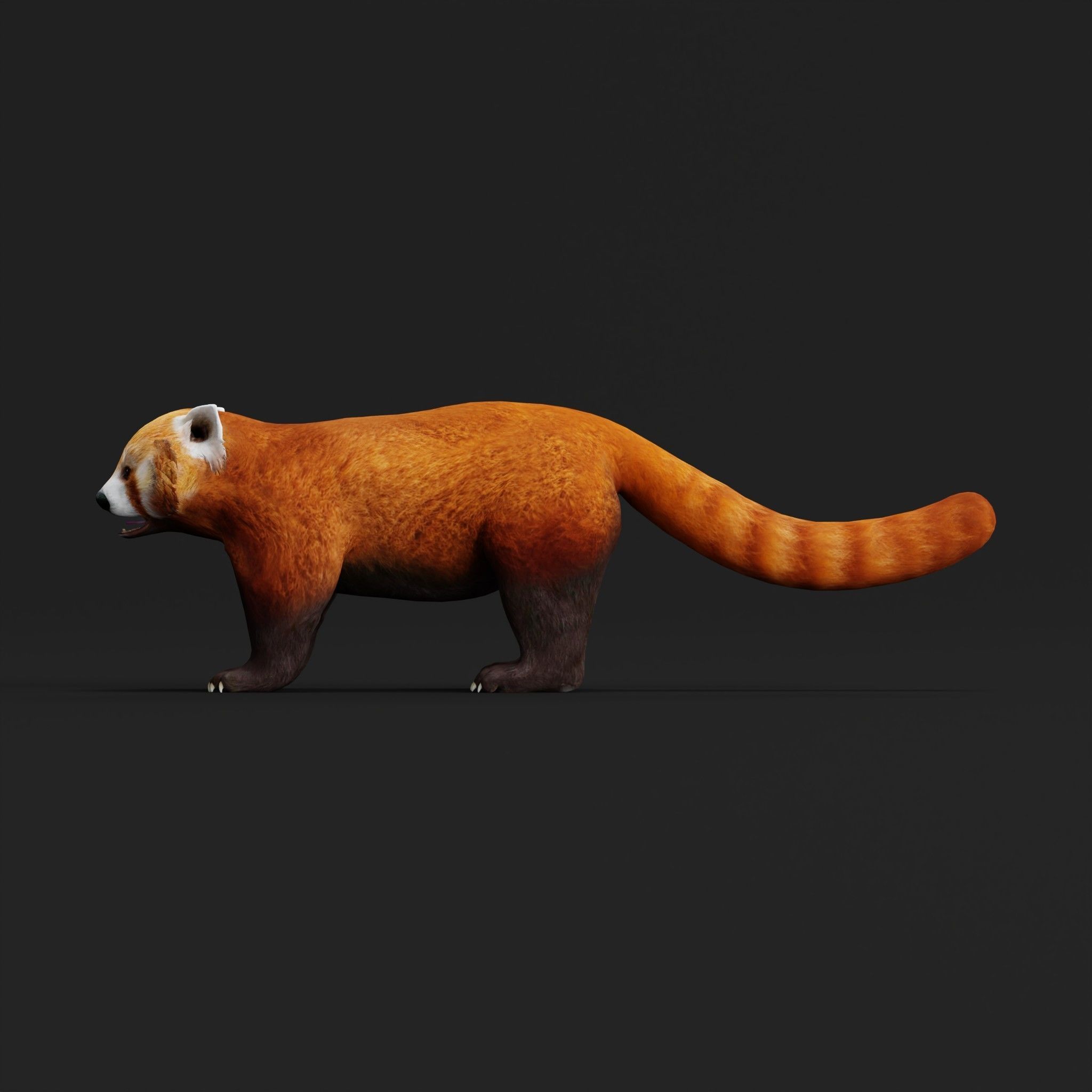 Red Pandas Mammal 3D model_28