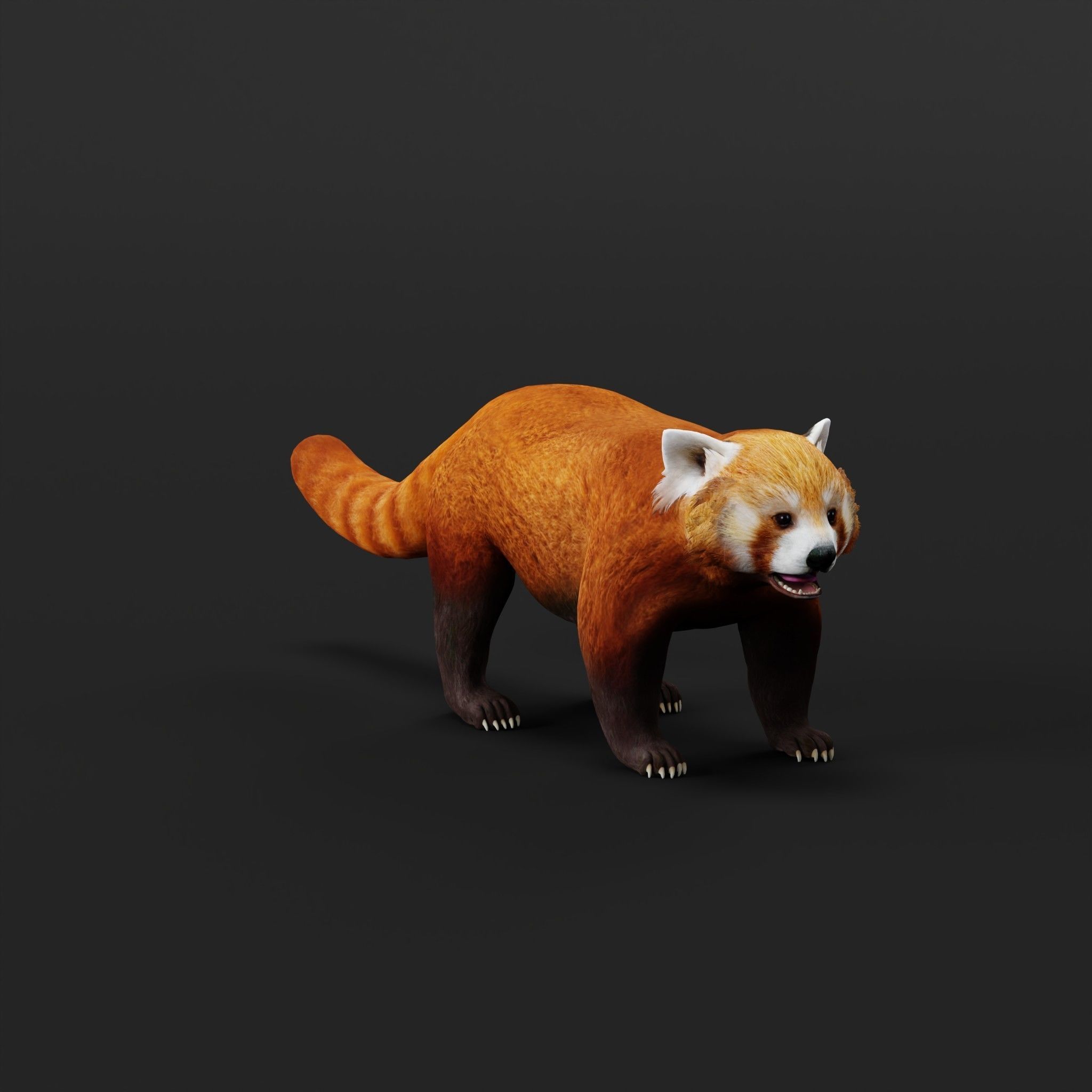 Red Pandas Mammal 3D model_29