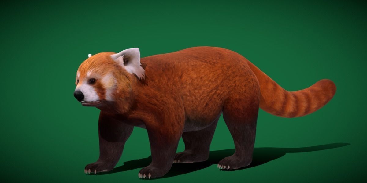 Red Pandas Mammal 3D model_22