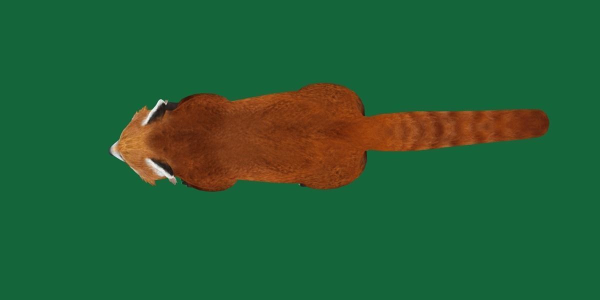 Red Pandas Mammal 3D model_9