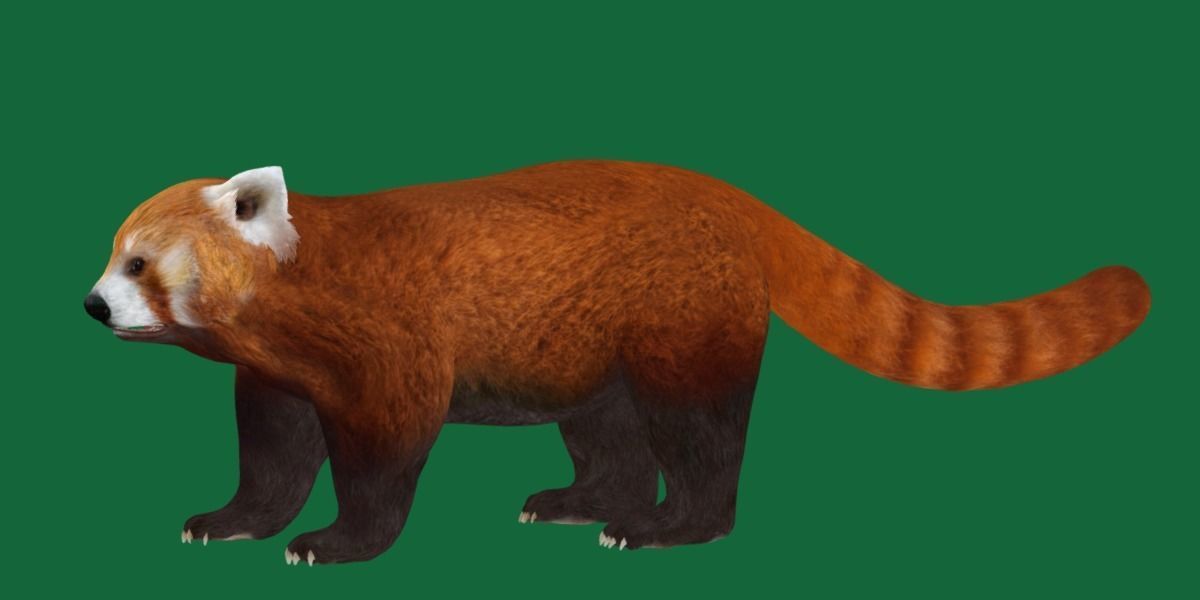 Red Pandas Mammal 3D model_17