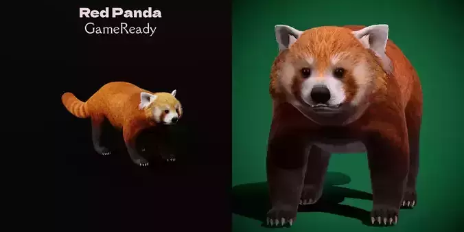 Red Pandas Mammal 3D model