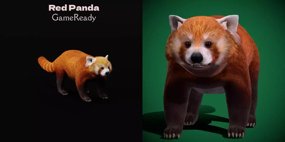 Red Pandas Mammal 3D model_0