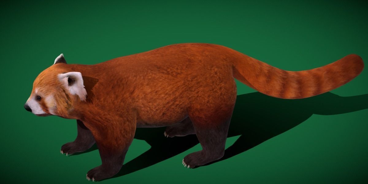 Red Pandas Mammal 3D model_14