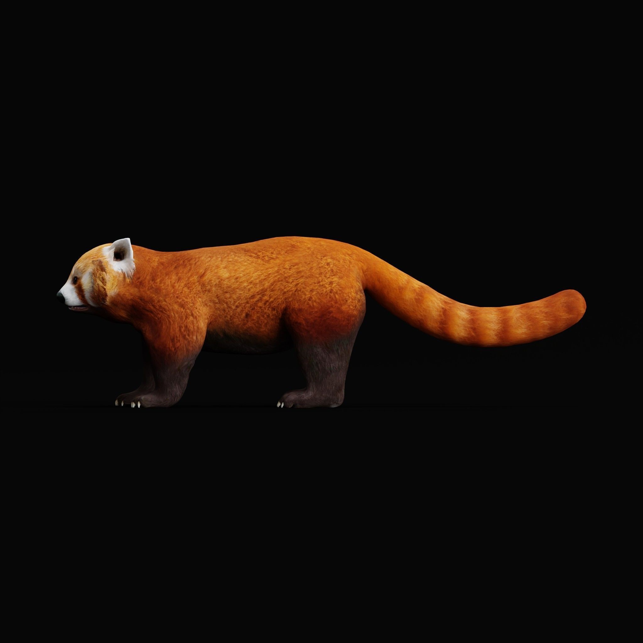Red Pandas Mammal 3D model_25