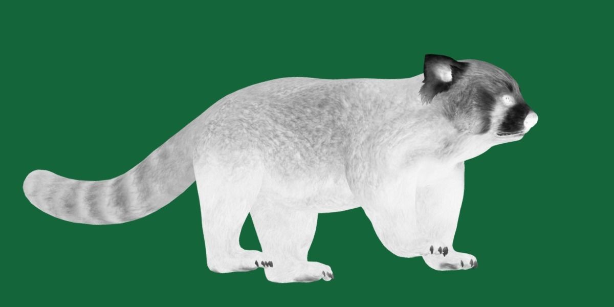 Red Pandas Mammal 3D model_20