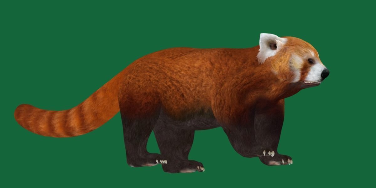 Red Pandas Mammal 3D model_18