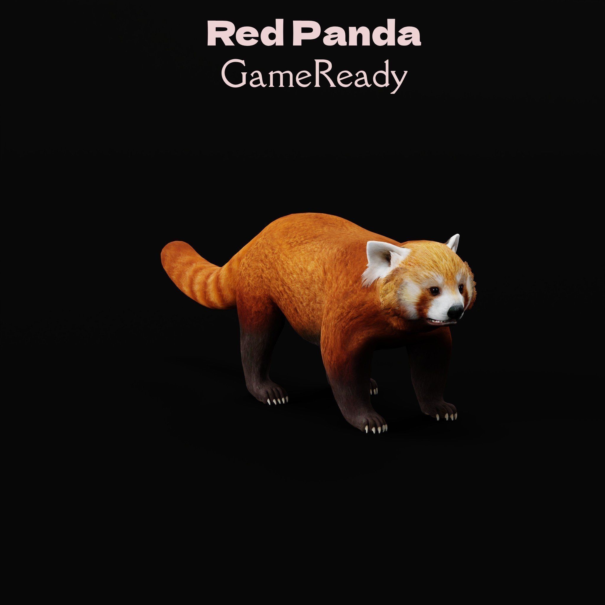 Red Pandas Mammal 3D model_23