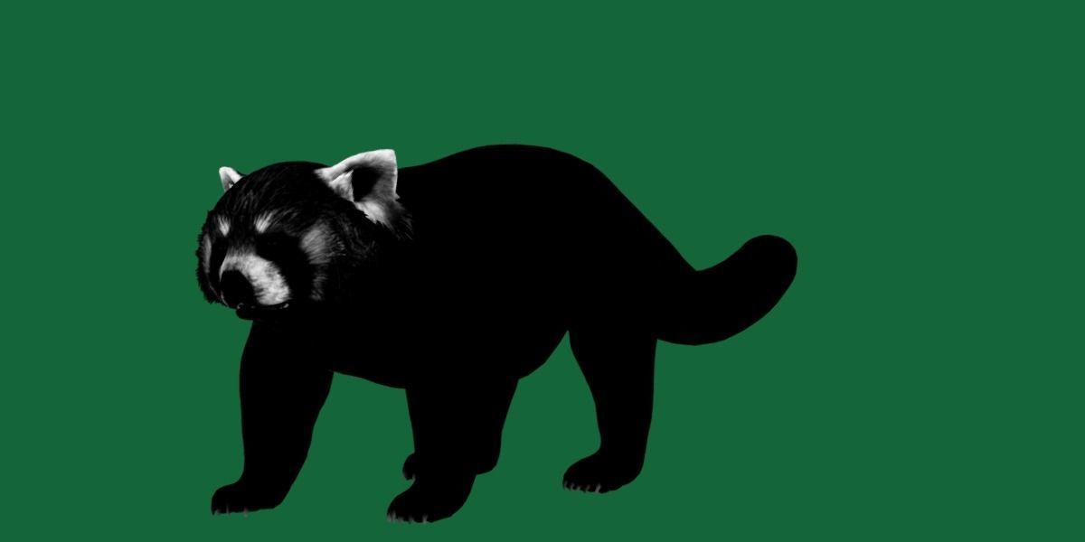 Red Pandas Mammal 3D model_21