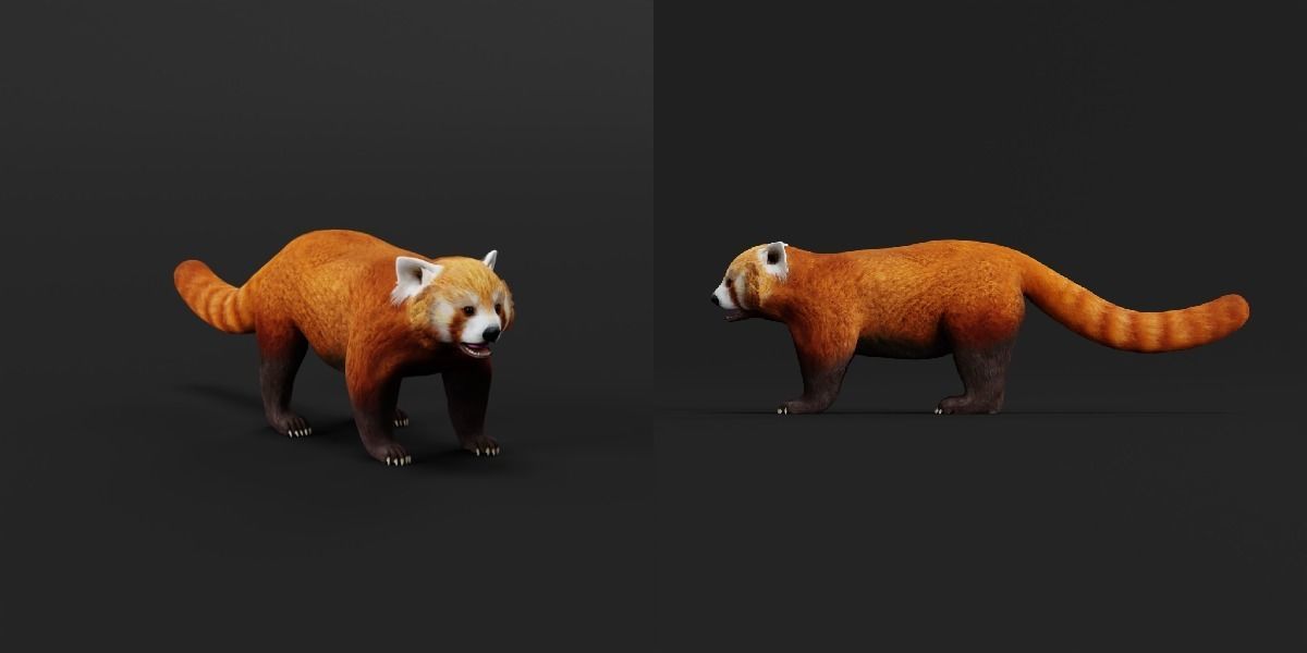 Red Pandas Mammal 3D model_2