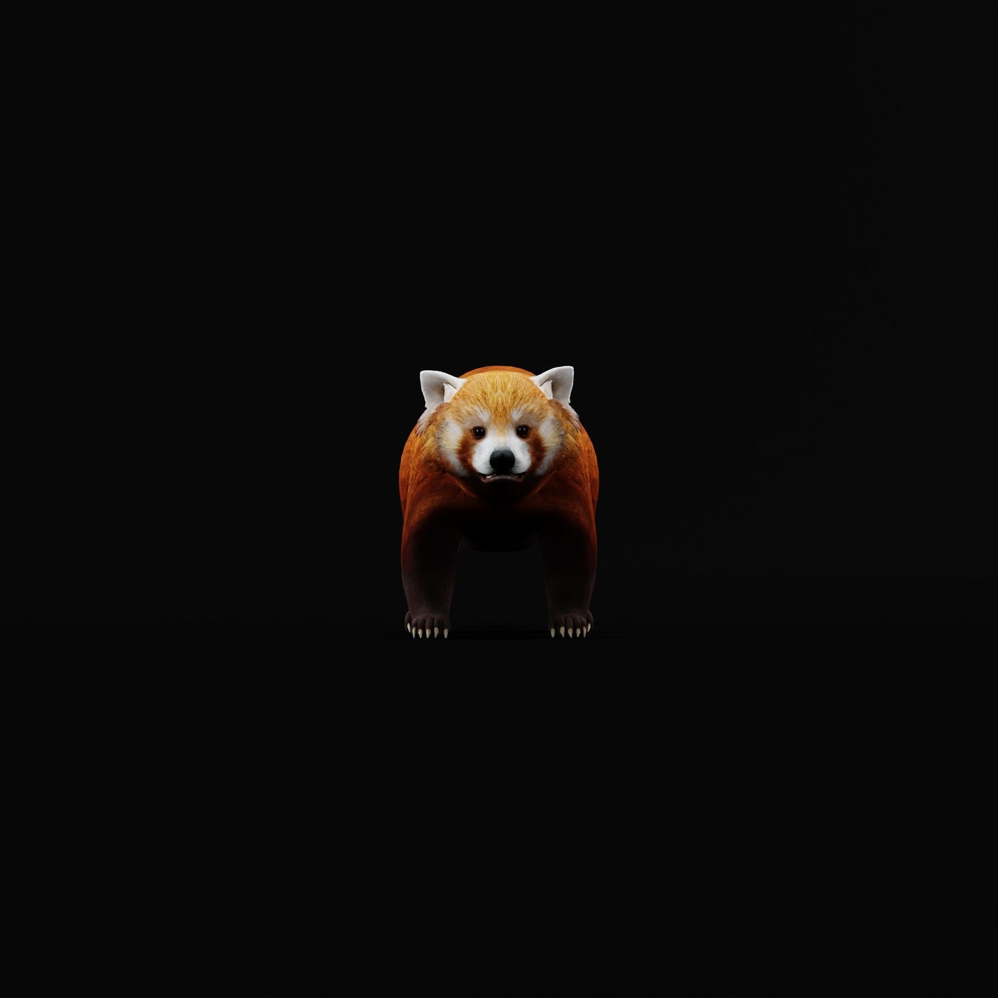 Red Pandas Mammal 3D model_24