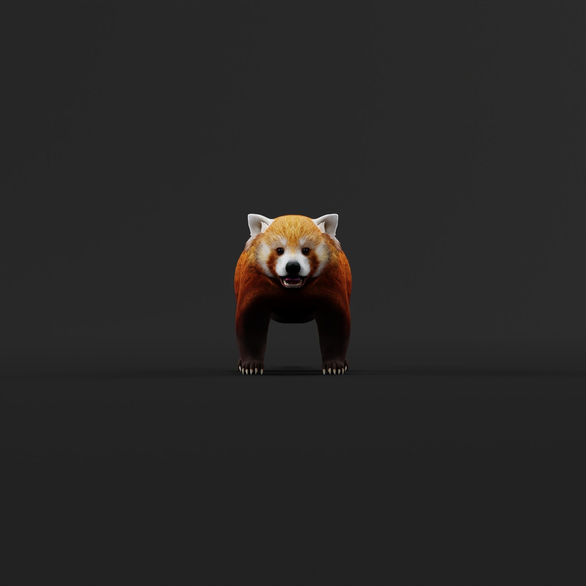 Red Pandas Mammal 3D model_27