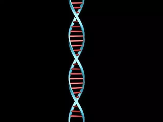 Deoxyribonucleic acid DNA Free 3D model