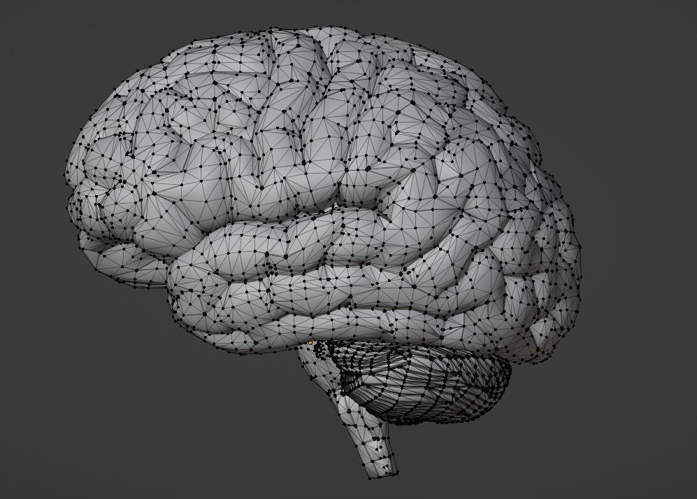 3D Model of Human Brain v2 3D model 3D print model_24