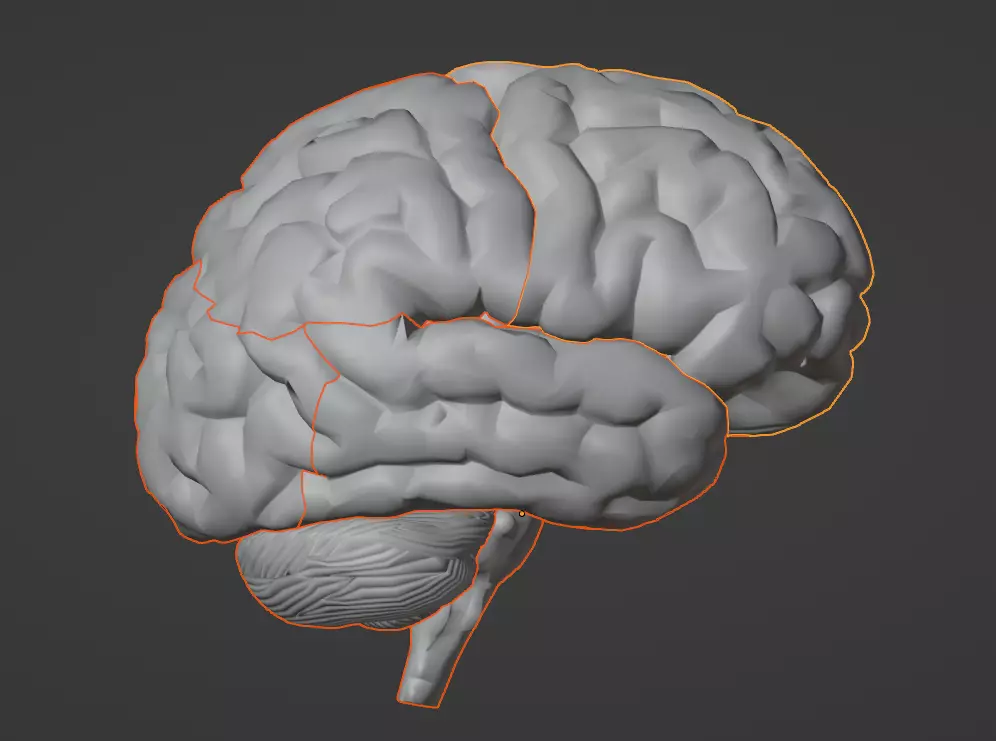 3D Model of Human Brain v2 3D model 3D print model_0