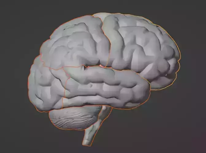 3D Model of Human Brain v2 3D model 3D print model