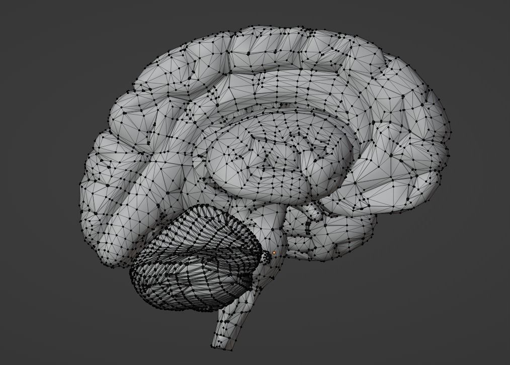 3D Model of Human Brain v2 3D model 3D print model_3