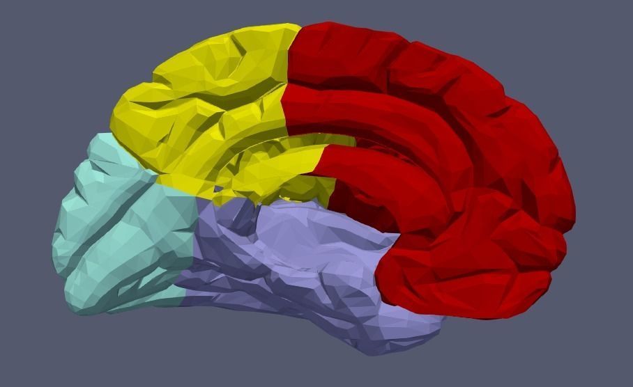 3D Model of Human Brain v2 3D model 3D print model_12