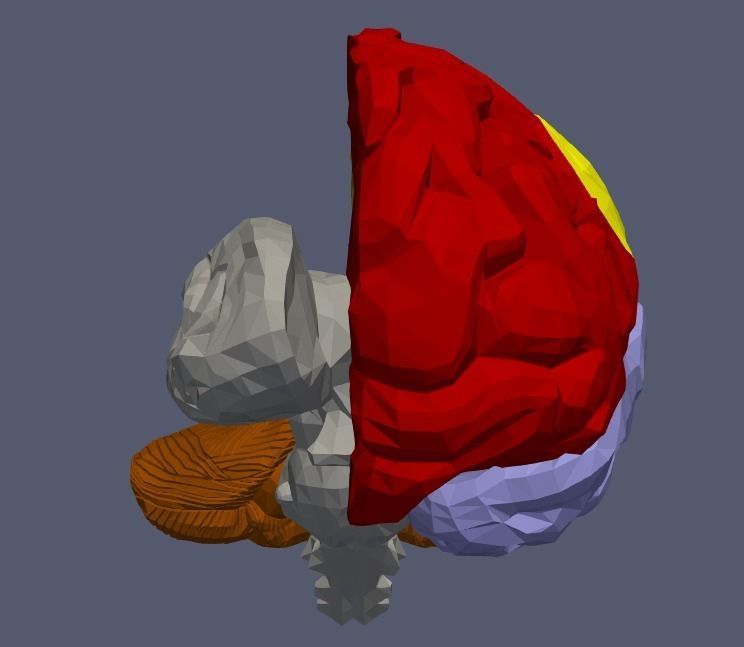 3D Model of Human Brain v2 3D model 3D print model_8