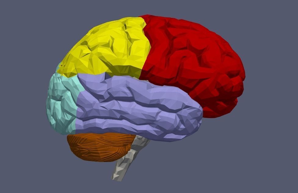 3D Model of Human Brain v2 3D model 3D print model_6
