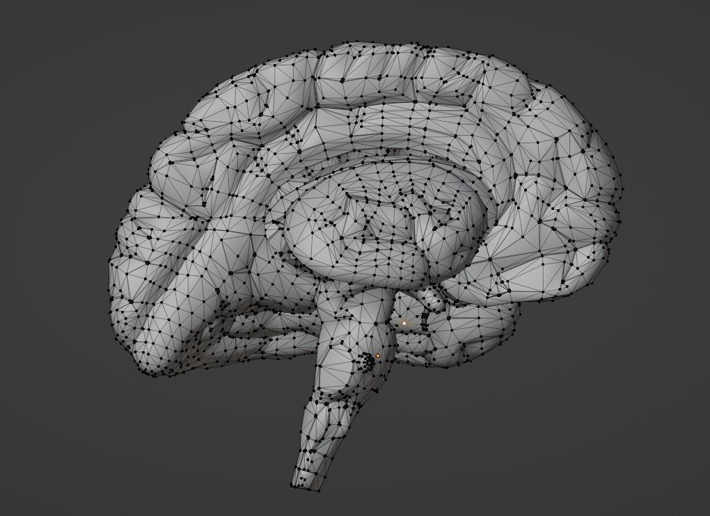 3D Model of Human Brain v2 3D model 3D print model_5