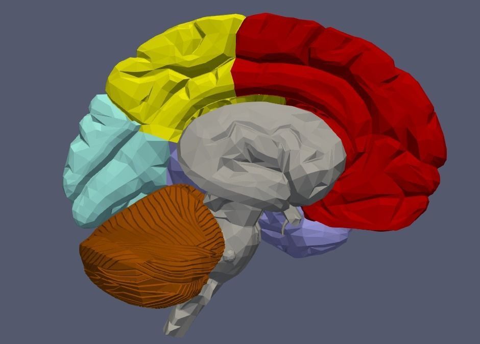 3D Model of Human Brain v2 3D model 3D print model_9