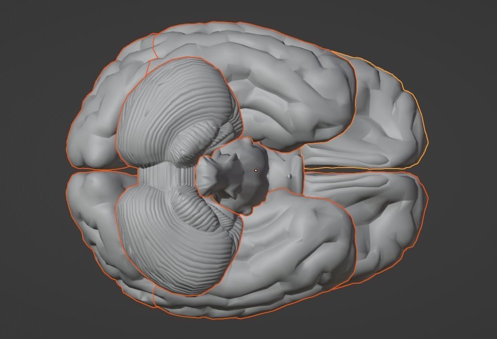 3D Model of Human Brain v2 3D model 3D print model_21
