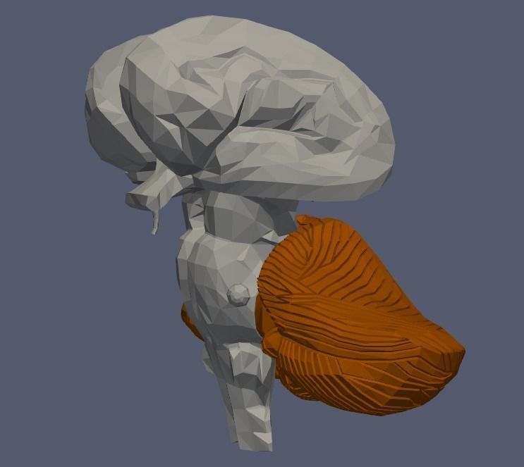 3D Model of Human Brain v2 3D model 3D print model_14