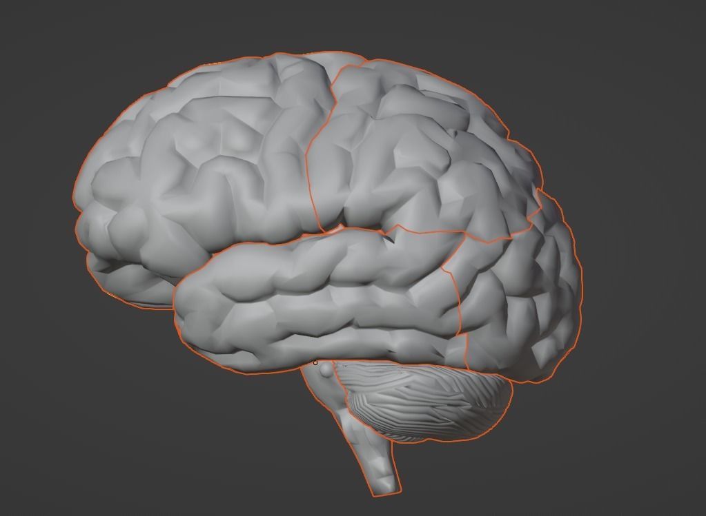 3D Model of Human Brain v2 3D model 3D print model_18