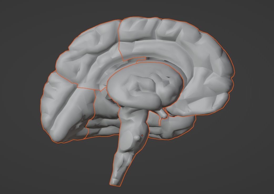 3D Model of Human Brain v2 3D model 3D print model_4