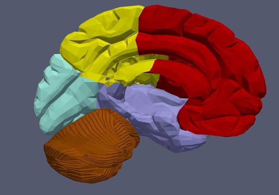 3D Model of Human Brain v2 3D model 3D print model_10