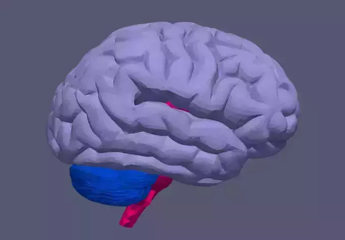 3D Model of Human Brain v3 3D model