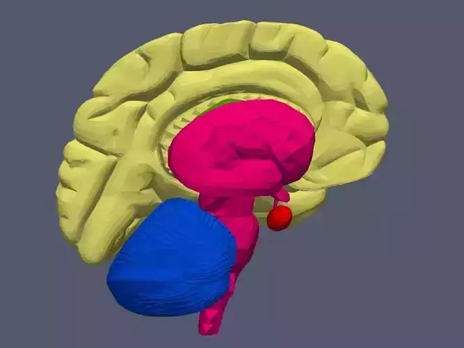 3D Model of Human Brain v3