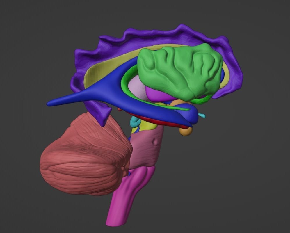 3D Brain Hemisphere and Brain Stem 3D model_3