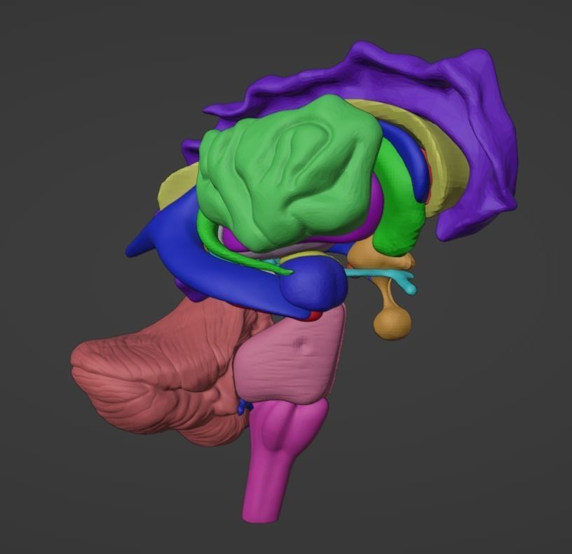 3D Brain Hemisphere and Brain Stem 3D model_4