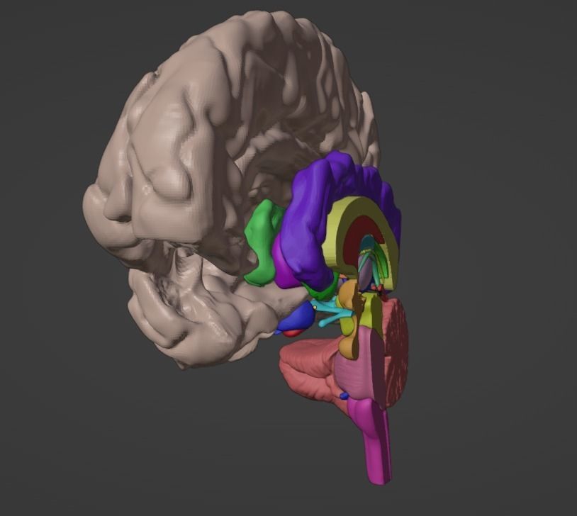 3D Brain Hemisphere and Brain Stem 3D model_5