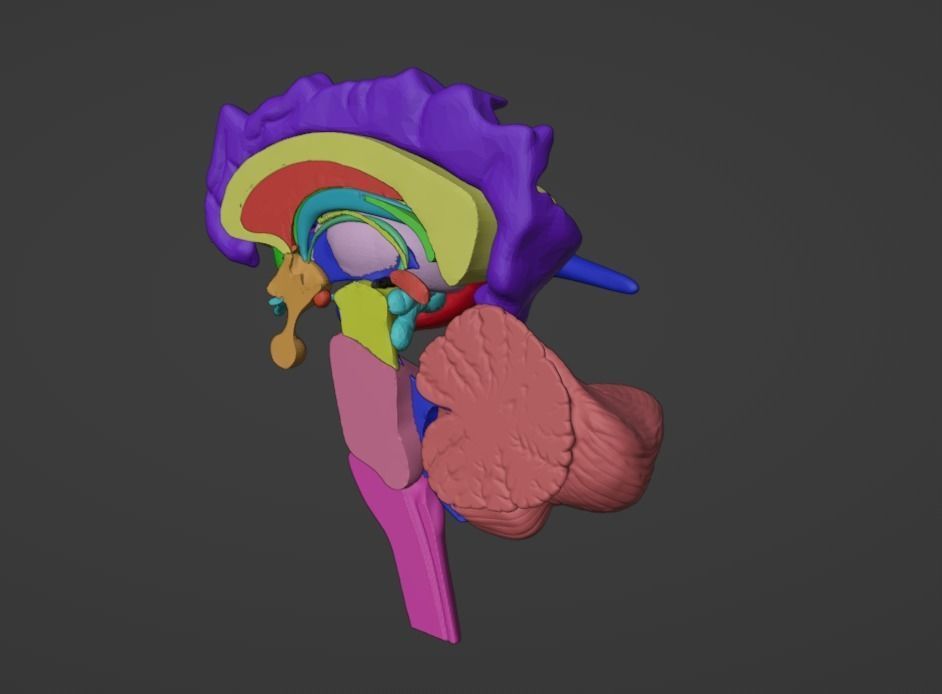 3D Brain Hemisphere and Brain Stem 3D model_2