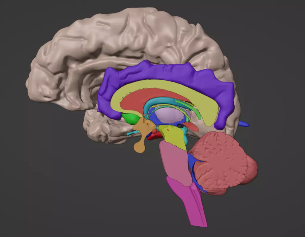 3D Brain Hemisphere and Brain Stem 3D model_0