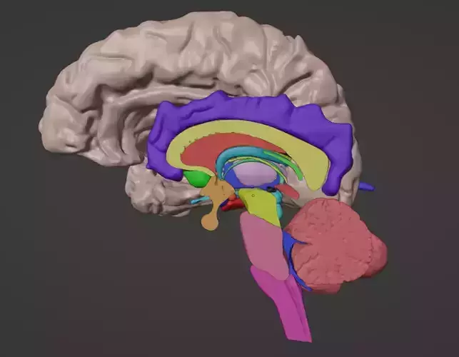 3D Brain Hemisphere and Brain Stem