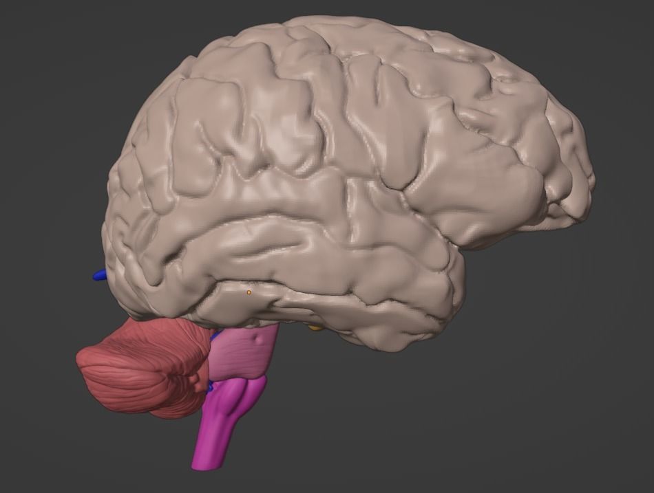 3D Brain Hemisphere and Brain Stem 3D model_6