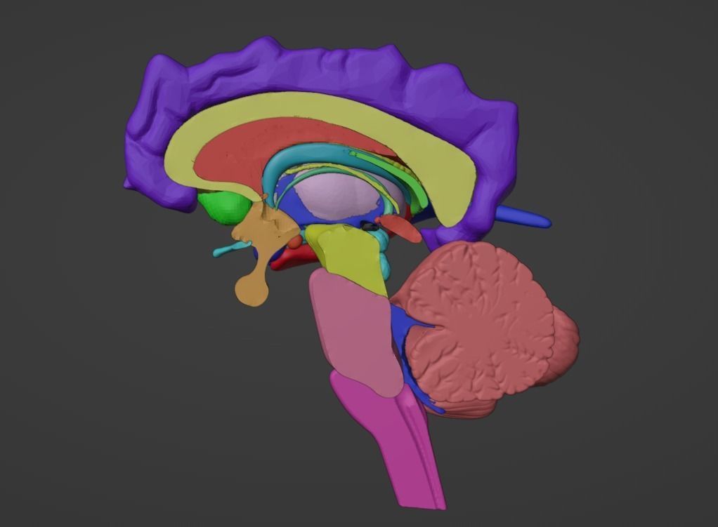3D Brain Hemisphere and Brain Stem 3D model_1