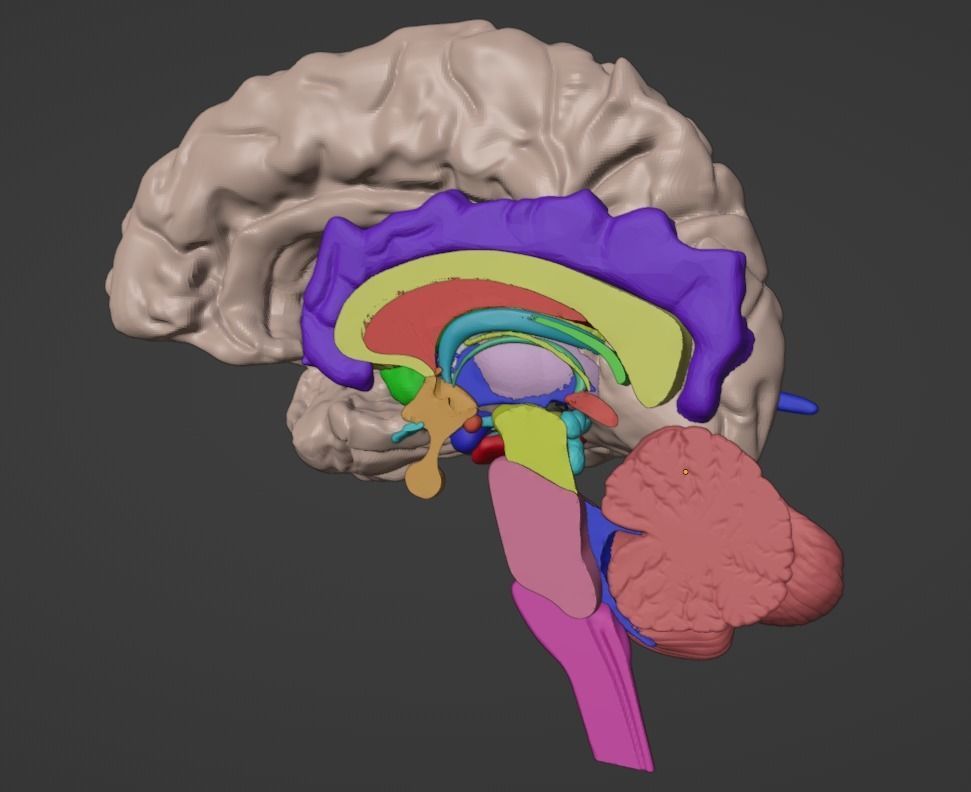 3D Brain Hemisphere and Brain Stem 3D model_7
